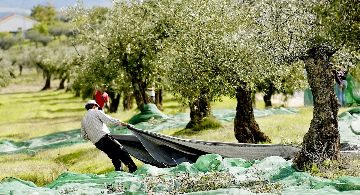 手工採收地中海風土