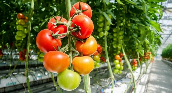 La Tomatina！西班牙番茄狂歡 (undefined)